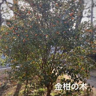 MAISON IZARRA 文化を楽しむコンサート