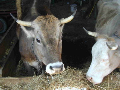 MAISON IZARRA 農場 牛