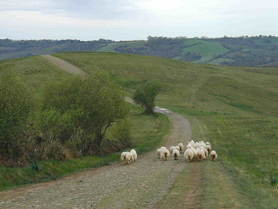 MAISON IZARRA 農場 羊