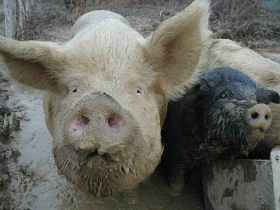 MAISON IZARRA 農場 豚