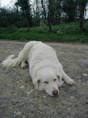 MAISON IZARRA 農場 犬