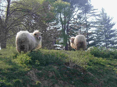 MAISON IZARRA バスク 羊